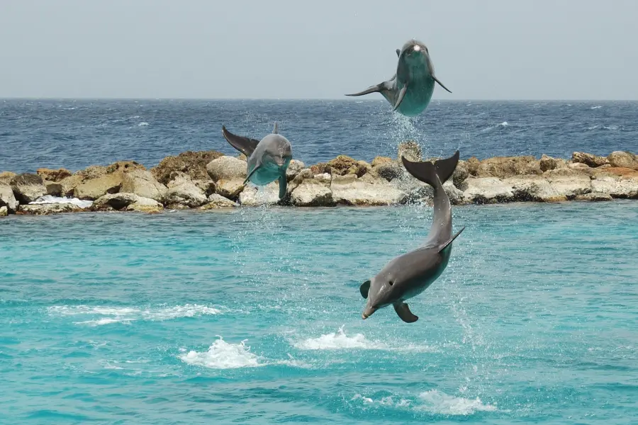 Curacao sea aquarium dolphin show