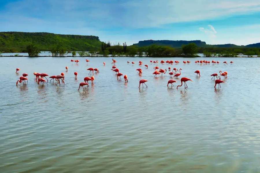 Flamingos